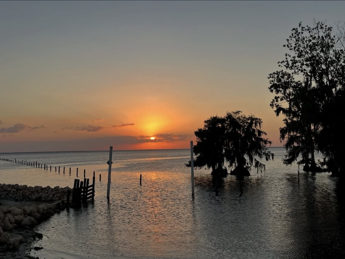 Dock at sunset with cypress tree